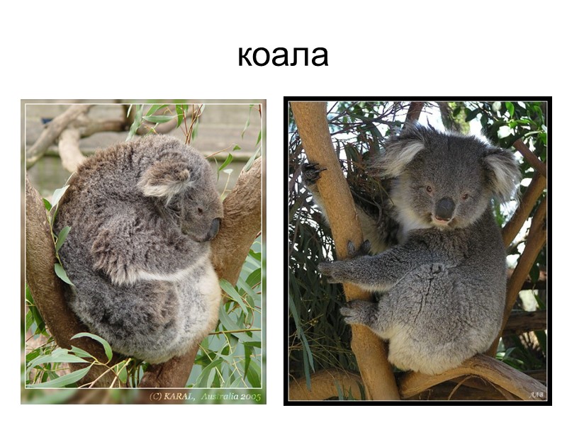 коала